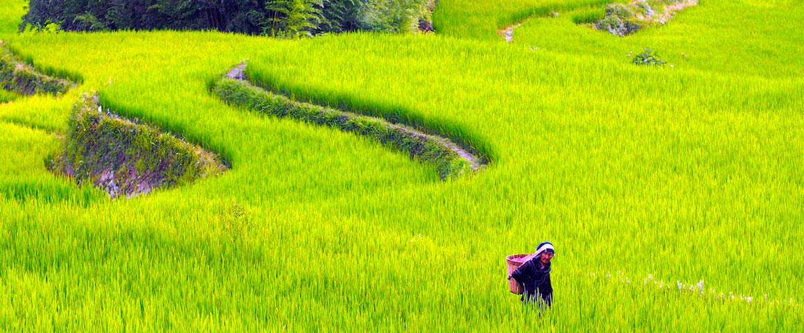 Paysanne Hani dans les terrasses rizicoles de Yuanyang, Chine  © C. Vernière, Cirad