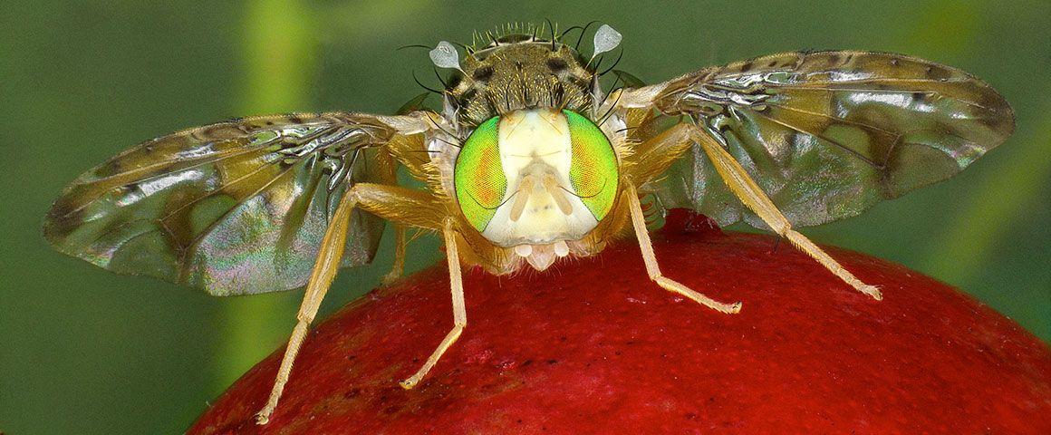 Ceratitis catoirii mâle sur fruit de goyavier.  © A. Franck, Cirad