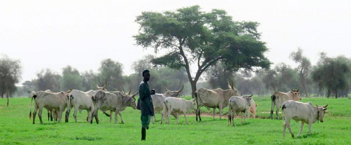 Bouvier peul dans la région du Ferlo au nord du Sénégal  © S. Taugourdeau, Cirad