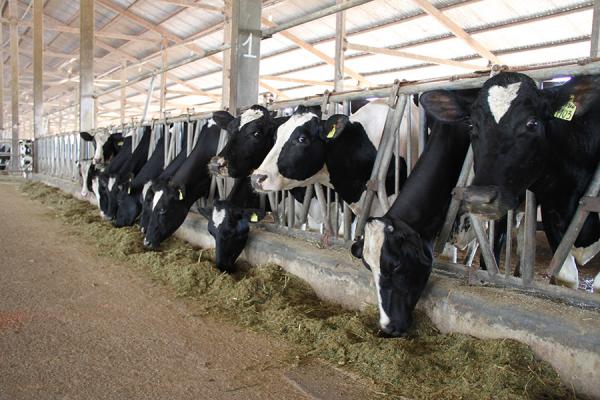 Dairy herd on the VN FutureMilk farm north of Hanoi (2013) - Jean-Daniel Cesaro, CIRAD