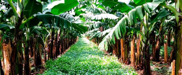 Bananiers associés au Desmodium Ovalifolium, Guadeloupe. ©  H. Tran Quoc, Cirad