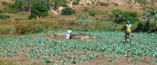 Culture de choux dans les Niayes, Sénégal. © F. Feder, Cirad