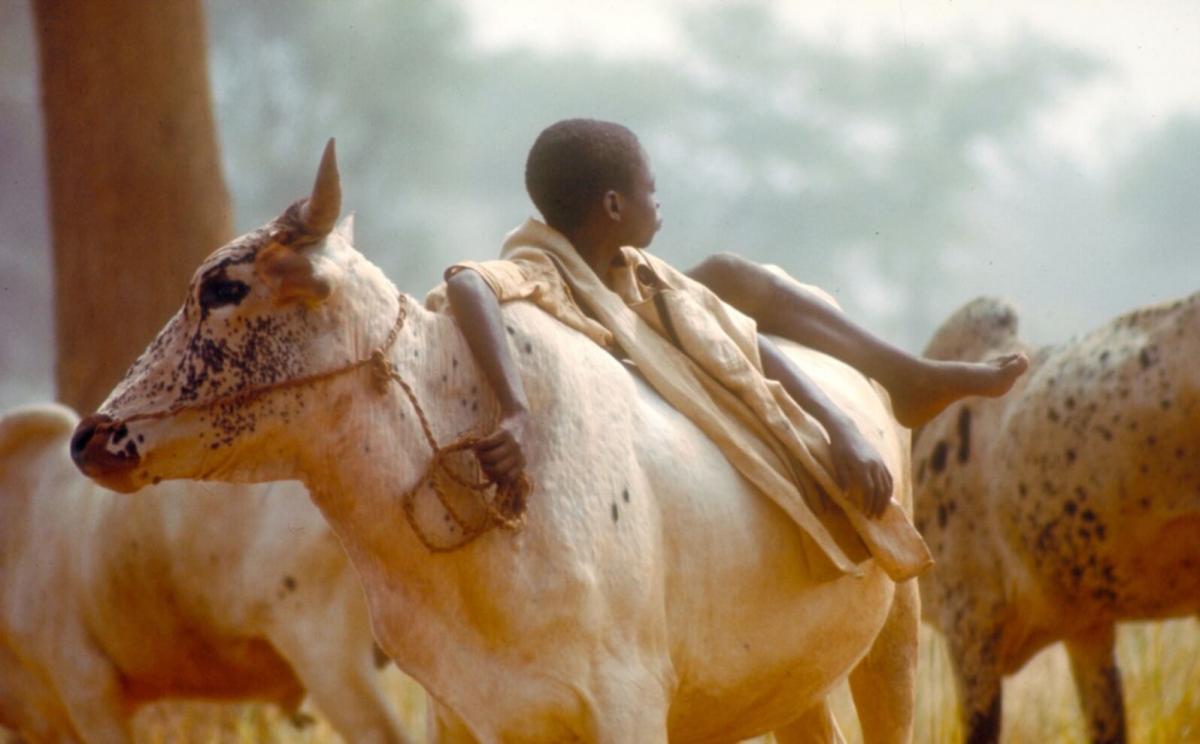 75 % des maladies infectieuses émergentes chez l’humain proviennent du monde animal © D. Louppe, Cirad