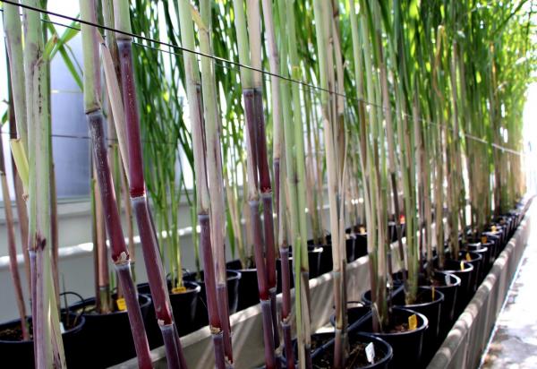 The Visacane sugarcane quarantine facility © C. Dangléant, CIRAD