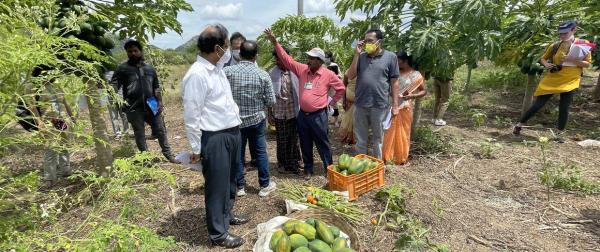 Visite sur une parcelle conduite en agriculture naturelle en septembre 2021 dans le district semi-aride d’Anantapur, en Andhra Pradesh. C’est l’un des districts les plus arides d’Inde © B. Dorin, Cirad