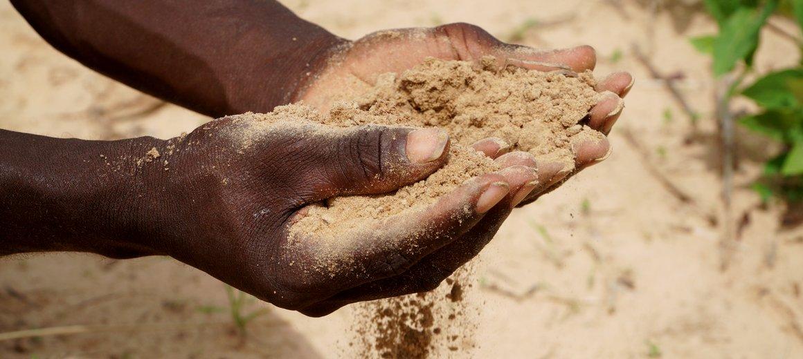 Un agriculteur du centre du Sénégal constate à quel point le sol de son champ est pauvre en matières organiques © Cirad, C. Dangléant