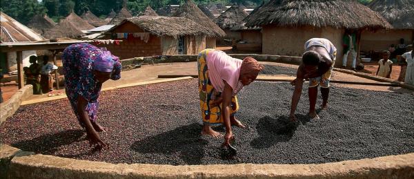 Les déchets agricoles, ou biomasse résiduelle, sont une vraie mine d’or. Ils peuvent être transformés en aliments pour animaux, engrais, absorbants de polluants, combustible pour la cuisson ou encore emballages © Bio4Africa