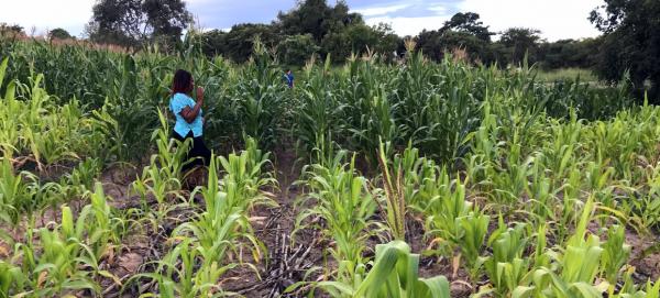 Une parcelle expérimentale de Maïs au Zimbabwe, au premier plan du maïs carencé en azote dans un sol sablonneux, au second plan une combinaison de fumier et d'engrais minéraux résout la carence © R. Cardinael, Cirad