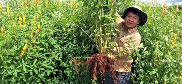 On trouve trois fois plus de carbone dans les sols que dans l'atmosphère © Cirad, R. Cardinael