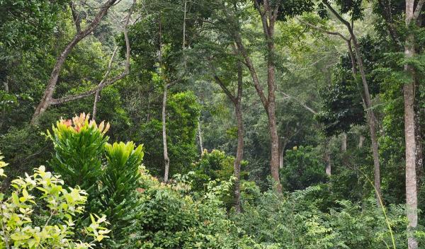 Dense forest in northern Congo © Y. Van Hoef, CIRAD