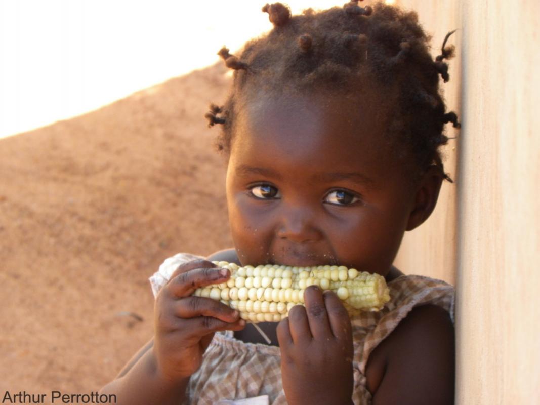 Jeune enfant dégustant, en guise de collation d'après-midi, un épis de maïs frais (bouilli) issu des récoltes de la veille. © Cirad, A. Perrotton