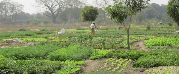 Cultures maraîchères en zone urbaine de Faranah (Guinée) : un des secteurs les plus dynamiques en termes de transition agroécologique en Afrique © P. Djamen, Cirad