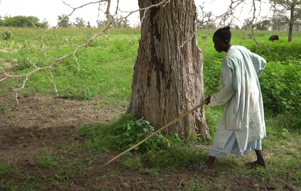 L'agroforesterie à la rescousse des cultures au Sahel