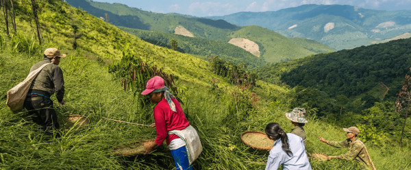 Collecte de graines fourragères © Gaylord Giordanino, Cirad