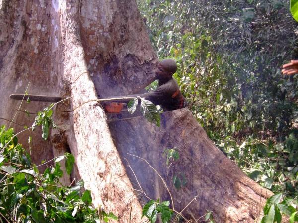 Au Cameroun, le secteur informel du sciage artisanal emploie plus de 45 000 personnes © G. Lescuyer, Cirad