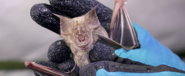 La chauve souris est très étudiée par les scientifiques pour mieux comprendre le phénomène de "spillover" (Hurungwe, Zimbabwe) © Angela Jimu