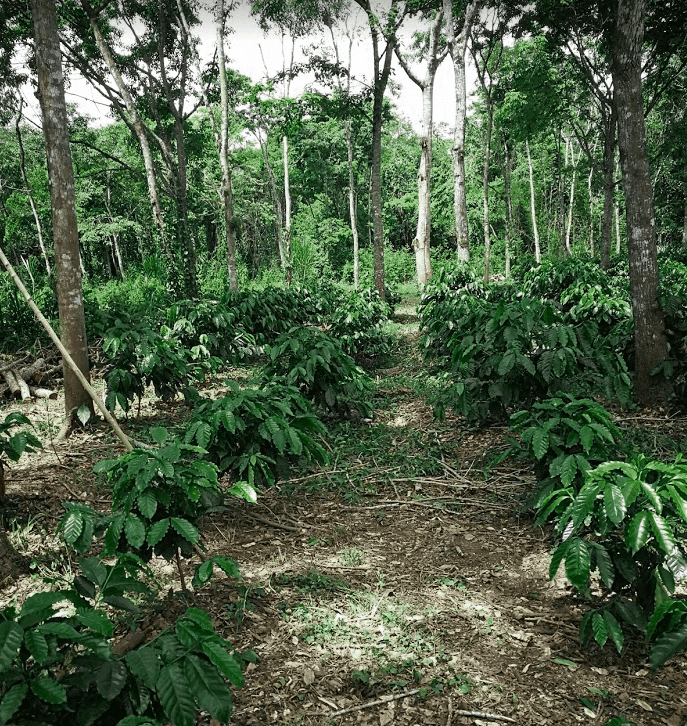 Caféiers en agroforesterie © B. Bertrand, Cirad