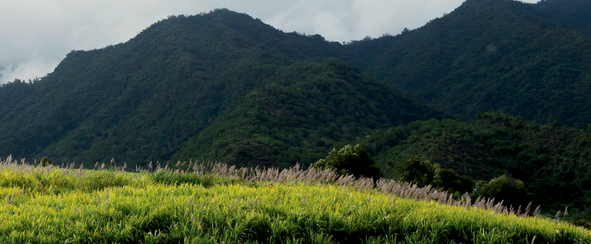 Canne à sucre à la Réunion