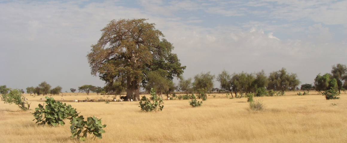 Paysage sahélien