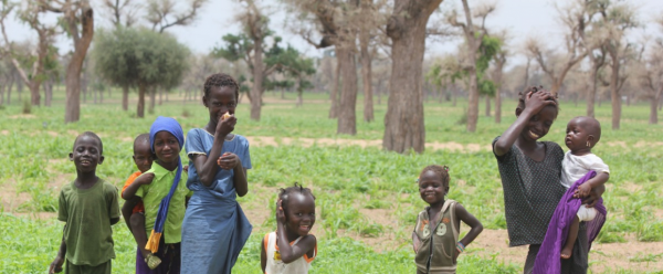 Enfants dans un champ de mil au Sénégal cultivé en agro-foresterie, dans le sud du bassin arachidier, Bambey © T. Brévault, Cirad