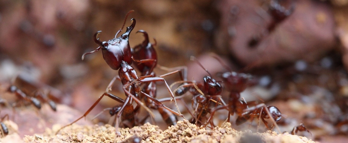 Fourmis légionnaires © Pierre Becquart, IRD