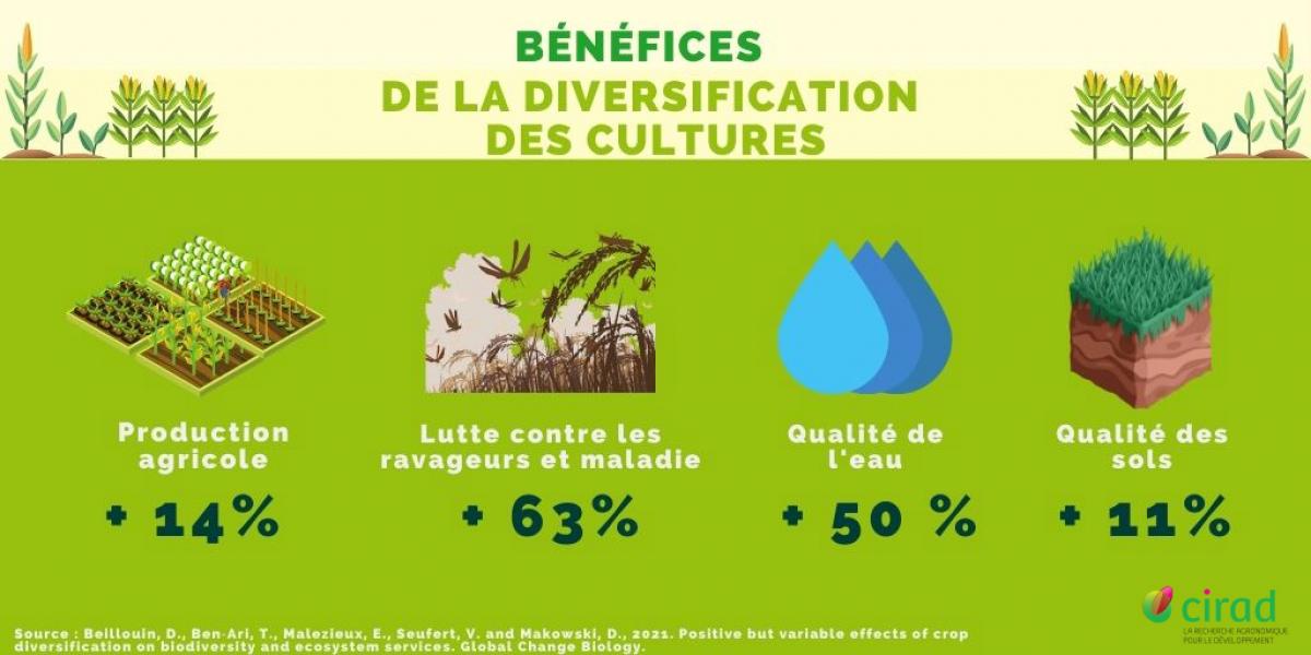 Diversification culturale - infographie