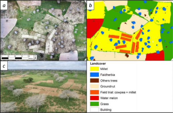 Niakhar agroforestry parkland (Senegal) seen from a drone in the wet season, where defoliated Faidherbia trees (white tops) dominate (a) and land occupation map with a mosaic of substratum crops obtained by remote sensing: millet, groundnut, cowpea, watermelon and grassy fallow (b). View of the landscape from the flux tower measuring gases in the ecosystem (30 m high) in the rainy season (c). © Cirad