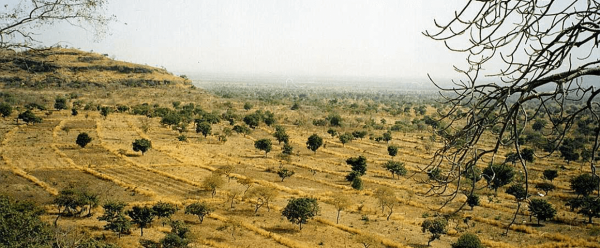 Terroir agricole aménagé au Sud de Garoua © Cirad