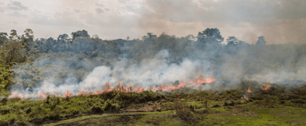 Le feu est traditionnellement utilisé comme moyen de gestion des paysages post-forestiers de Côte d’Ivoire.© Cirad