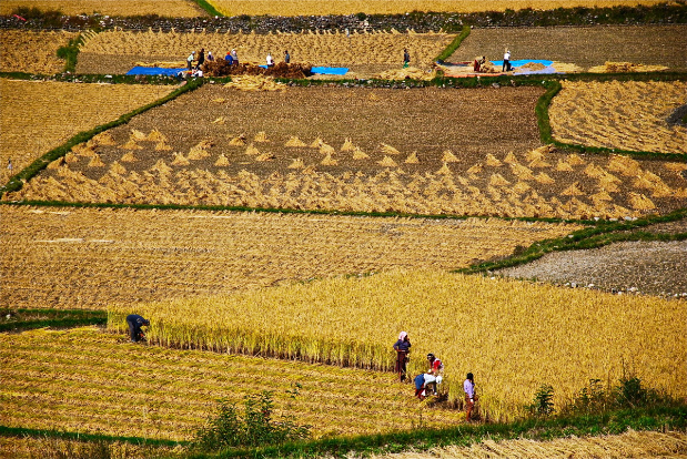 Agriculture familiale au Bouthan