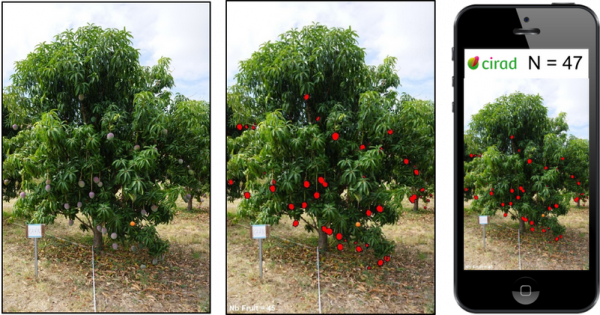 Le système de reconnaissance d’image mis au point par les chercheurs compte le nombre de mangues sur un arbre en seulement 0,3 s @ Cirad